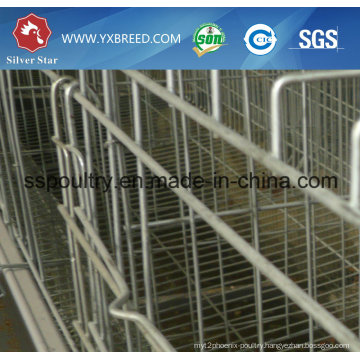 Bird Cage for Layer or Broiler in India